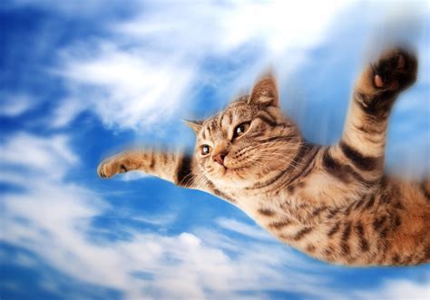 チェックワンファスト: なぜ猫は時々空を飛ぶのか？