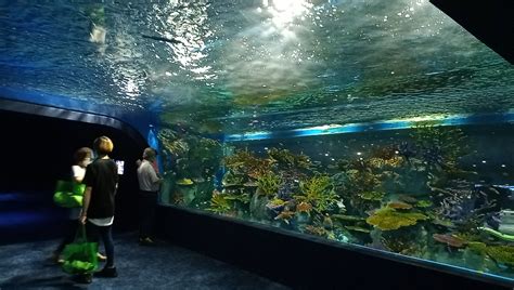 dmmかりゆし水族館 割引 ～海の世界をより身近に感じるためのヒント～